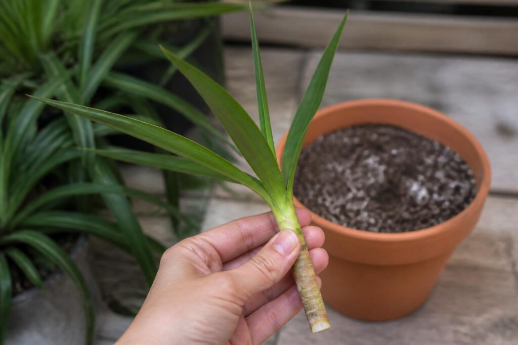 découvrez comment bouturer un yucca facilement pour multiplier votre plante sans aucun coût, grâce à une méthode simple et efficace.