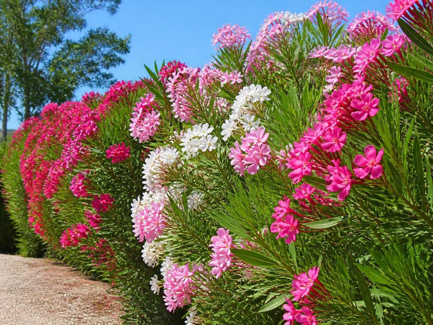 découvrez comment planter et entretenir une haie de laurier rose ainsi que les précautions essentielles à connaître pour un jardin sain et sécurisé.