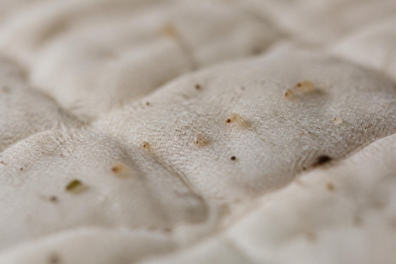 apprenez à reconnaître une infestation de mites de poussière et découvrez des méthodes efficaces pour s'en débarrasser durablement, afin de préserver un environnement sain.
