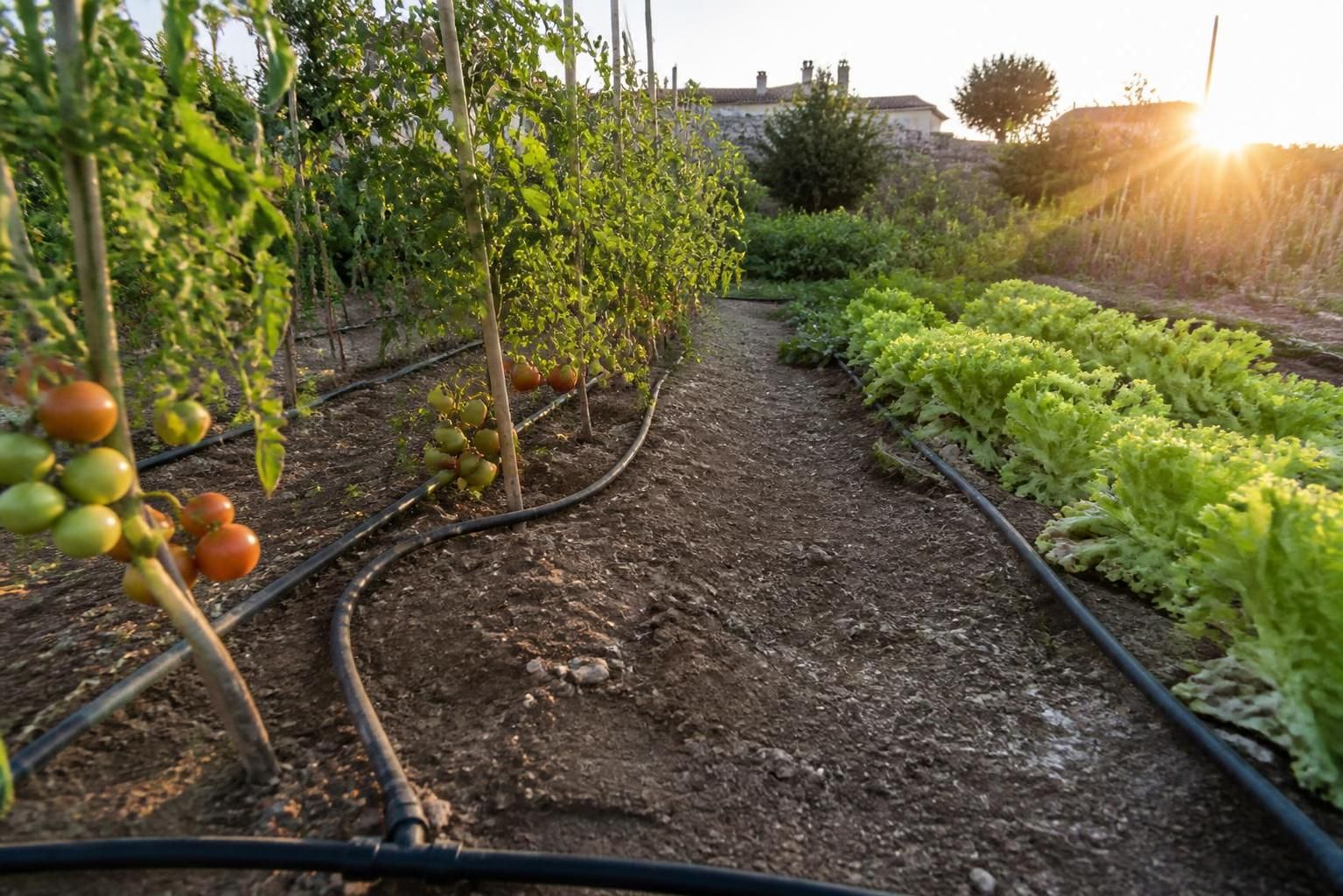 Comment mettre en place un systÚme d'arrosage automatique économique pour votre potager 2 découvrez comment installer un systÚme d'arrosage automatique économique pour votre potager et optimisez l'hydratation de vos plantes tout en économisant de l'eau et de l'énergie.