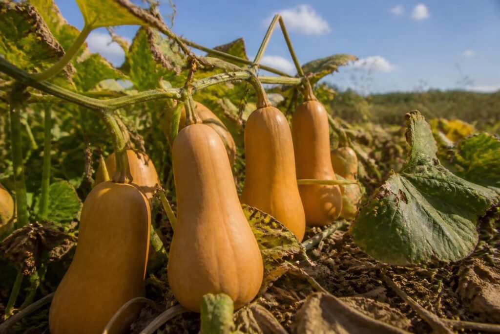 découvrez quand ramasser les butternut grâce aux signes révélateurs pour garantir une récolte savoureuse et réussie.