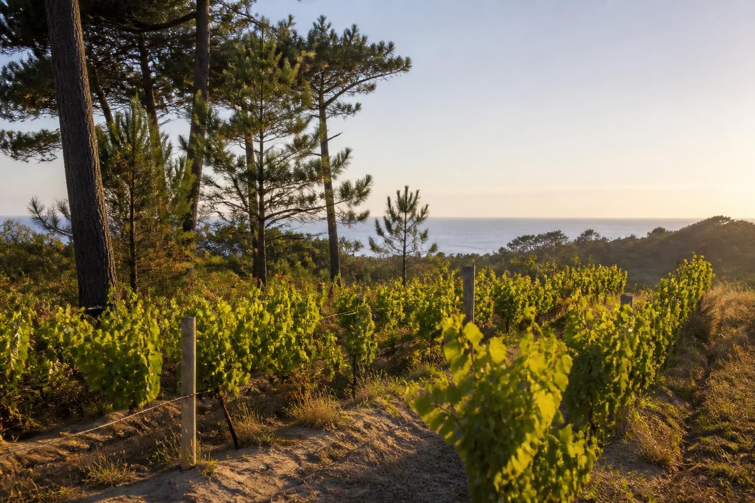 Séjour enchanteur dans les Landes : le domaine de la Pointe, où les vignes caressent les rivages sableux 2 découvrez un séjour enchanteur dans les landes au domaine de la pointe, un lieu unique où les vignobles s’étendent jusqu’aux rivages de sable fin pour une expérience alliant nature, vin et détente.