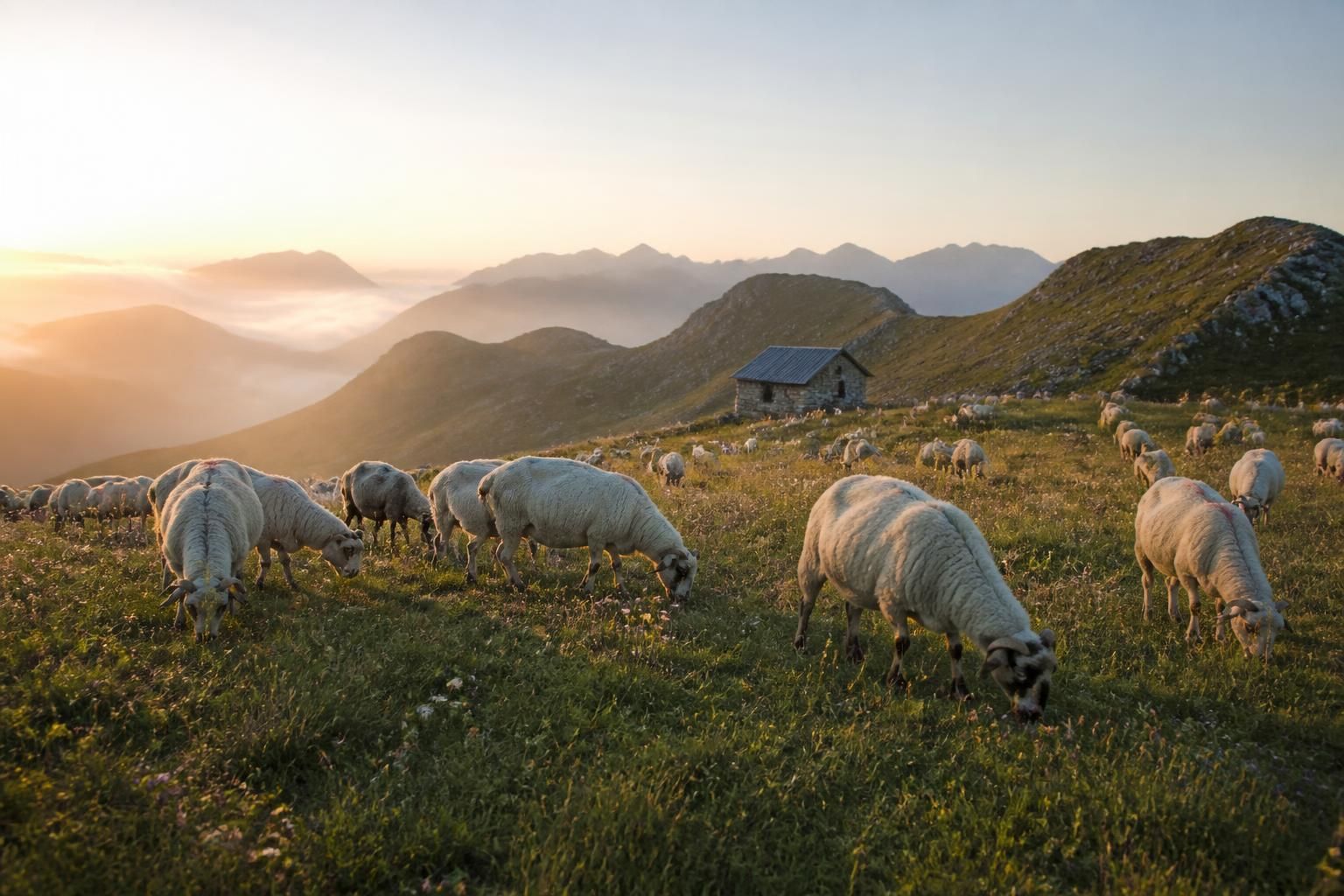 à la découverte des estives béarnaises : les artisans passionnés qui métamorphosent le lait d'altitude en fromages d'exception 2 explorez les estives béarnaises et découvrez comment les artisans passionnés transforment le lait d'altitude en fromages d'exception, alliant tradition et savoir-faire unique.