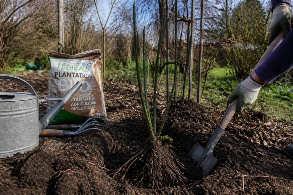 découvrez quand planter un rosier grimpant pour garantir un enracinement optimal et une croissance saine. nos conseils vous guident pas à pas pour réussir votre plantation au meilleur moment.