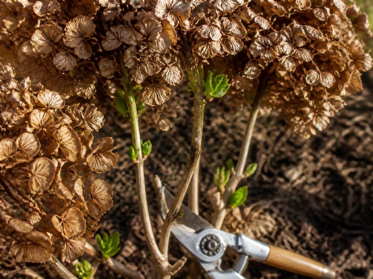 Floraison des hortensias : le guide pour tailler sans compromettre les bourgeons à venir 2 découvrez comment tailler vos hortensias sans endommager les bourgeons pour assurer une floraison abondante. suivez notre guide pratique pour des hortensias en pleine santé et de belles fleurs à venir.