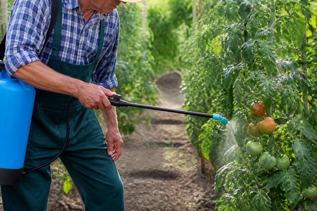 découvrez comment utiliser la bouillie bordelaise pour traiter efficacement vos tomates. guide pratique avec dosages précis et fréquence d'application idéale pour un potager sain et productif.