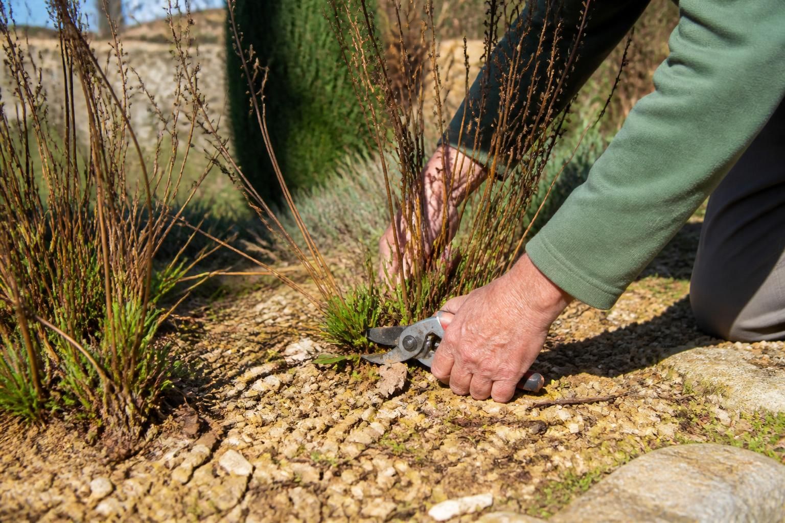 découvrez le moment idéal pour tailler vos gauras et ravivez leur floraison éclatante avec nos conseils de jardinage pratiques et faciles à suivre.