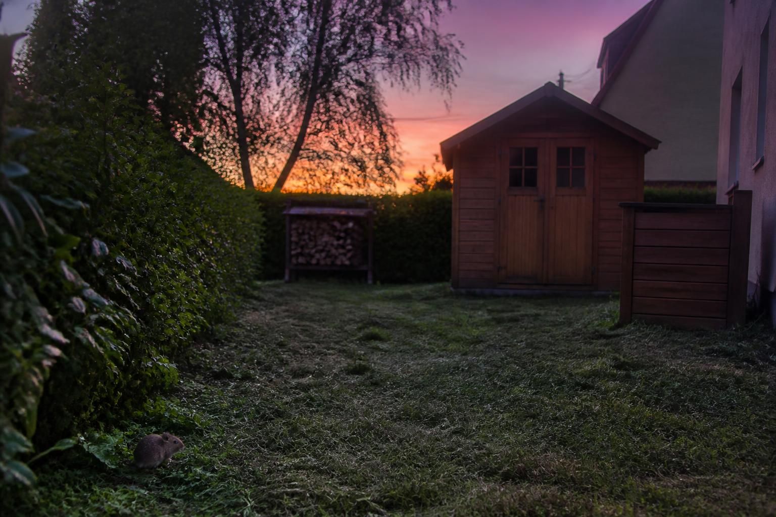 Sécurité au jardin : les risques cachés du rat des champs pour votre maison 2 découvrez les dangers insoupçonnés que le rat des champs peut représenter pour la sécurité de votre maison et apprenez à protéger efficacement votre jardin.